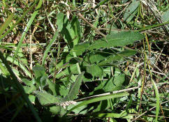Leontodon hispidus / Rauer-Lwenzahn / Asteraceae / Korbbltengewchse