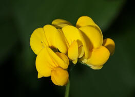 Lotus corniculatus / Gemeiner Hornklee / Fabaceae / Schmetterlingsbltengewchse