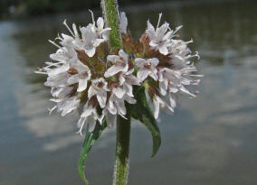 Mentha x smithiana / Rote Minze / Lamiaceae / Lippenbltengewchse