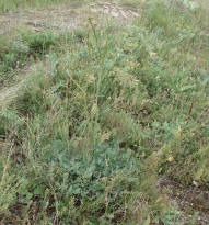 Peucedanum cervaria / Hirschwurz / Apiaceae / Doldenbltengewchse
