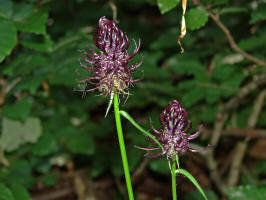 Phyteuma nigrum / Schwarze Teufelskralle / Campanulaceae / Glockenblumengewchse