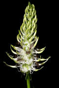 Phyteuma spicatum / hrige Teufelskralle / Campanulaceae / Glockenblumengewchse
