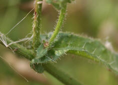 Picris echioides / Natternkopf-Bitterkraut / Wurmlattich / Asteraceae / Korbbltengewchse (Stngelbltter stngelumfassend)