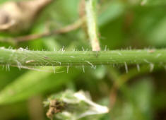 Picris echioides / Natternkopf-Bitterkraut / Wurmlattich / Asteraceae / Korbbltengewchse (Stngel, wie die ganze Pflanze borstig behaart)