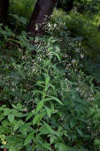 Prenanthes purpurea / Hasenlattich / Asteraceae / Korbbltengewchse