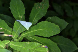 Prenanthes purpurea / Hasenlattich / Asteraceae / Korbbltengewchse