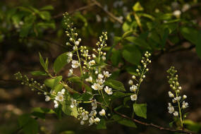 Prunus padus ssp. padus / Gewhnliche Trauben-Kirsche / Ahl-Kirsche / Rosaceae / Rosengewchse