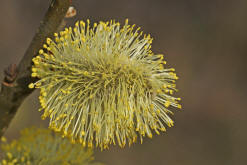 Salix caprea / Salweide / Salicaceae / Weidengewchse (mnnliche Ktzchen)