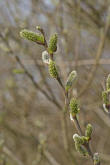 Salix caprea / Salweide / Salicaceae / Weidengewchse (weibliche Ktzchen)