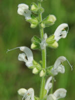 Salvia pratensis / Wiesen-Salbei / Weie Farbvariante