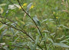 Senecio ovatus / Fuchs' Greiskraut / Asteraceae / Korbbltengewchse