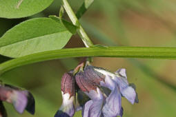 Vicia sepium / Zaun-Wicke / Fabaceae / Schmetterlingsbltengewchse