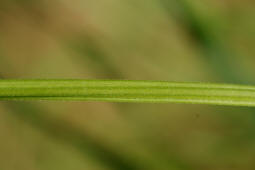 Vicia sepium / Zaun-Wicke / Fabaceae / Schmetterlingsbltengewchse