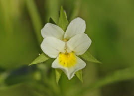 Viola arvensis ssp. arvensis / Gewhnliches Acker-Stiefmtterchen / Acker-Veilchen / Violaceae / Veilchengewchse