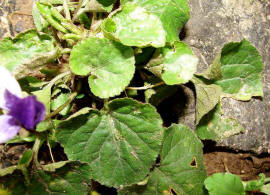 Viola odorata / Mrz-Veilchen / Violaceae / Veilchengewchse