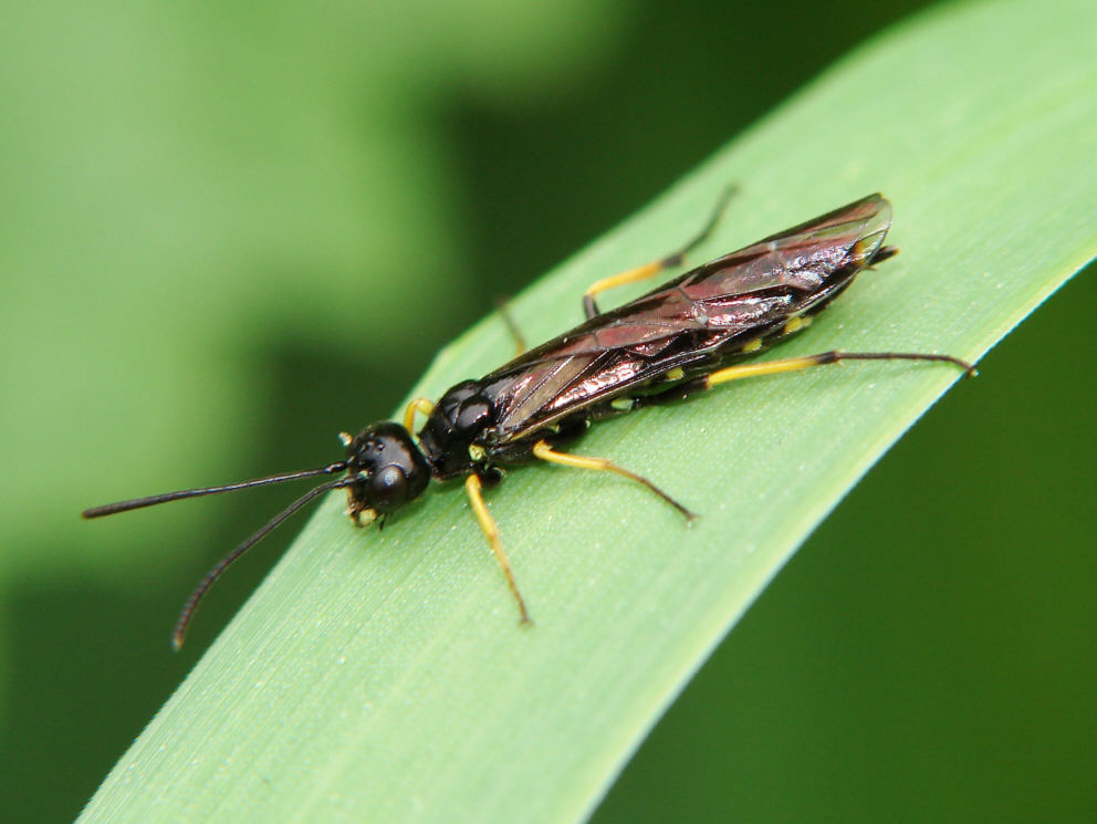 Cephus spinipes / "Halmwespe" / Halmwespen - Cephidae / Pflanzenwespen - Symphyta / Hautflügler - Hymenoptera