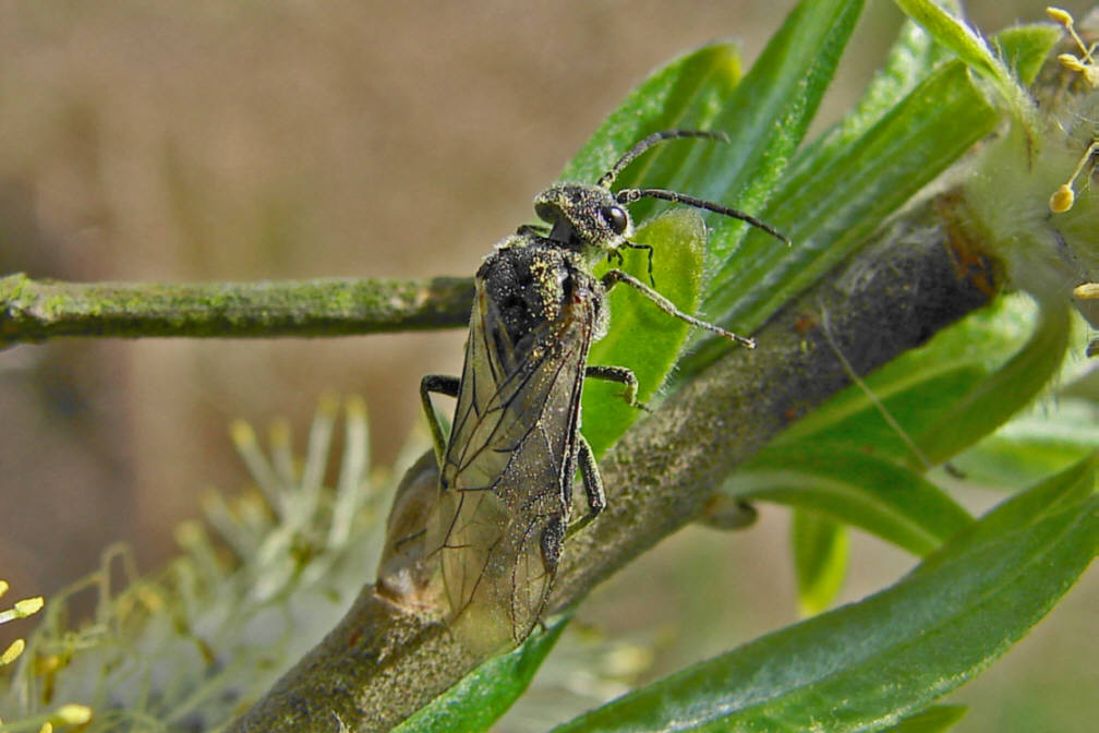 Dolerus spec. / Blattwespe / Echte Blattwespen - Tenthredinidae / Pflanzenwespen - Symphyta / Ordnung: Hautflügler - Hymenoptera