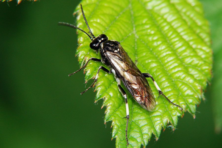 Macrophya alboannulata oder M. albicincta / "Blattwespe" / Echte Blattwespen - Tenthredinidae / Pflanzenwespen - Symphyta / Ordnung: Hautflügler - Hymenoptera