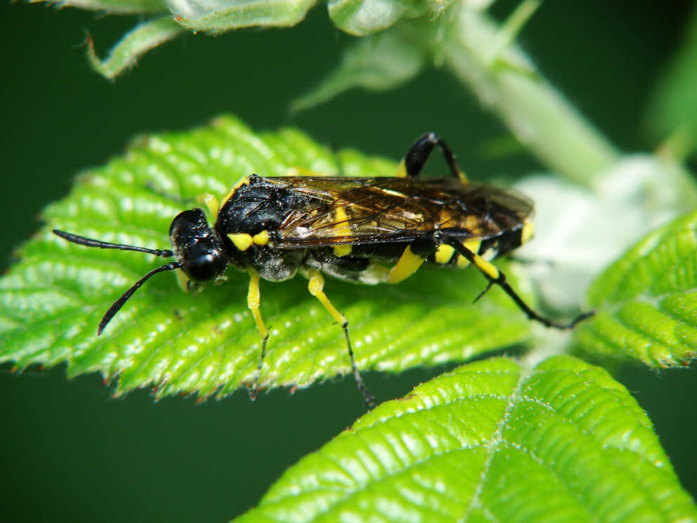 Macrophya montana / Bergblattwespe / Echte Blattwespen - Tenthredinidae / Pflanzenwespen - Symphyta / Ordnung: Hautflügler - Hymenoptera