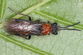 Dolerus madidus / Ohne deutschen Namen / Echte Blattwespen - Tenthredinidae / Pflanzenwespen - Symphyta / Ordnung: Hautflgler - Hymenoptera