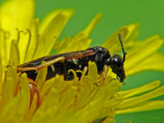 Elinora koehleri (= Tenthredo koehleri) / Blattwespe / Echte Blattwespen - Tenthredinidae / Pflanzenwespen - Symphyta / Ordnung: Hautflügler - Hymenoptera