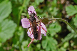 Elinora koehleri (= Tenthredo koehleri) / Blattwespe / Echte Blattwespen - Tenthredinidae / Pflanzenwespen - Symphyta / Ordnung: Hautflügler - Hymenoptera