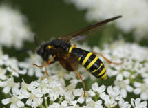 Tenthredo vespa / "Gelbschwarze Blattwespe" / Pflanzenwespen - Symphyta - Echte Blattwespen - Tenthredinidae