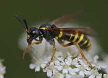 Tenthredo vespa / "Gelbschwarze Blattwespe" / Pflanzenwespen - Symphyta - Echte Blattwespen - Tenthredinidae