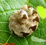 Tenthredo vespa / "Gelbschwarze Blattwespe" (Larve - Foto: Angie Opitz) / Pflanzenwespen - Symphyta - Echte Blattwespen - Tenthredinidae