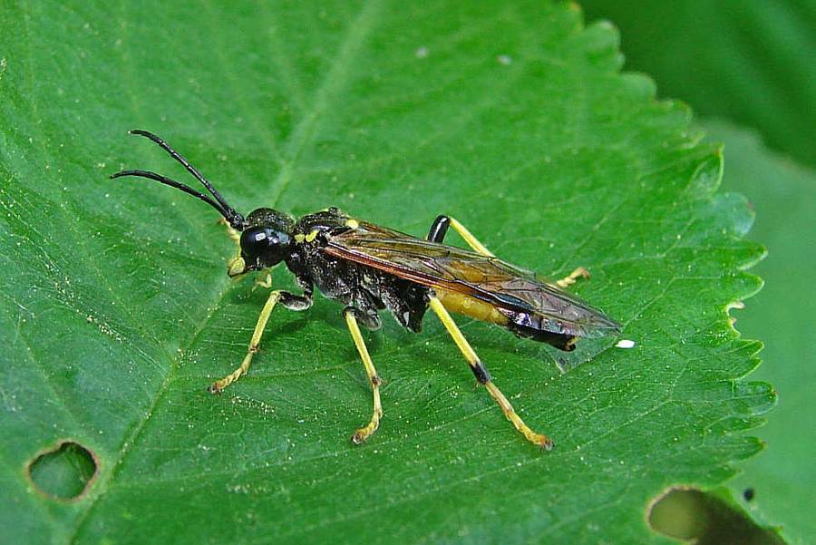 Tenthredo maculata / Blattwespe / Echte Blattwespen - Tenthredinidae / Pflanzenwespen - Symphyta / Ordnung: Hautflügler - Hymenoptera