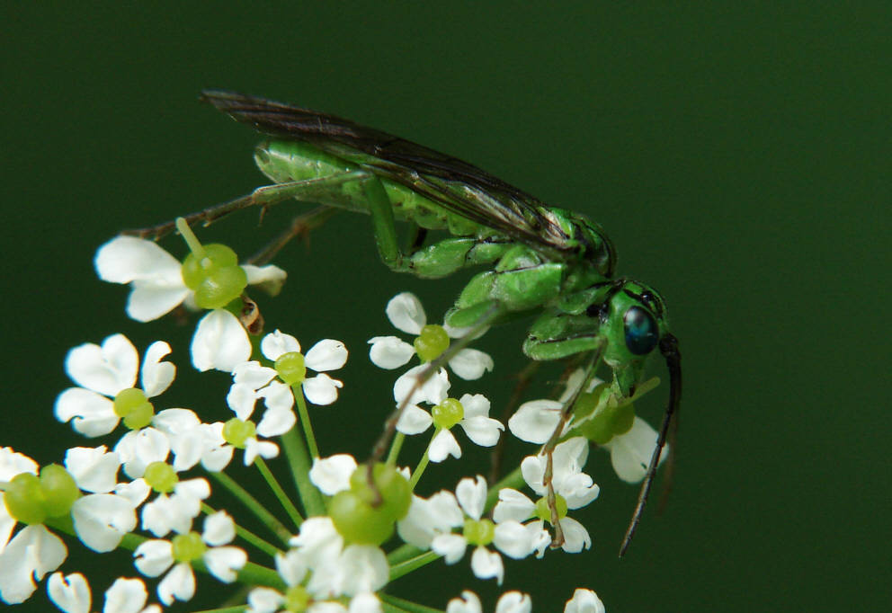 Tenthredo olivacea / "Blattwespe" / Echte Blattwespen - Tenthredinidae / Pflanzenwespen - Symphyta / Ordnung: Hautflügler - Hymenoptera