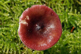 Russula queletii / Stachelbeer-Tubling / Russulaceae / Tublingsverwandte