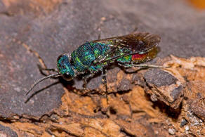 Chrysis fulgida / Blaugrünrote Goldwespe / Goldwespen - Chrysididae