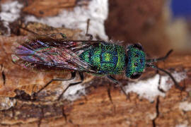 Chrysis ignita / Feuergoldwespe / Goldwespen - Chrysididae / Ordnung: Hautflügler - Hymenoptera