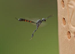 Gasteruption assectator / Schmalbauchwespen / Gichtwespen / Gasteruptiidae - Schmalbauchwespen / Hautflügler - Hymenoptera