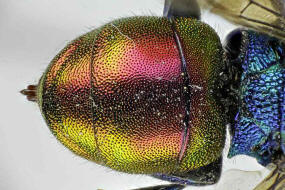 Hedychrum nobile / Sand-Goldwespe / Goldwespen - Chrysididae / Ordnung: Hautflügler - Hymenoptera