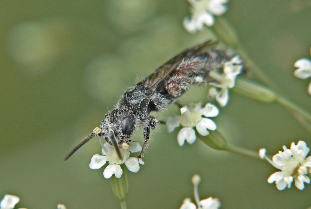 Tiphia femorata / Rollwespe / Tiphiidae - Rollwespen / Ordnung: Hautflügler - Hymenoptera