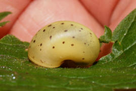 Fruticicola fruticum / Genabelte Strauchschnecke / Strauchschnecken - Bradybaenidae