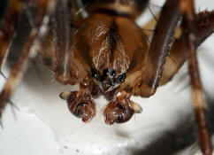 Araneus diadematus / Gartenkreuzspinne (Mnnchen) / Araneidae - Radnetzspinnen