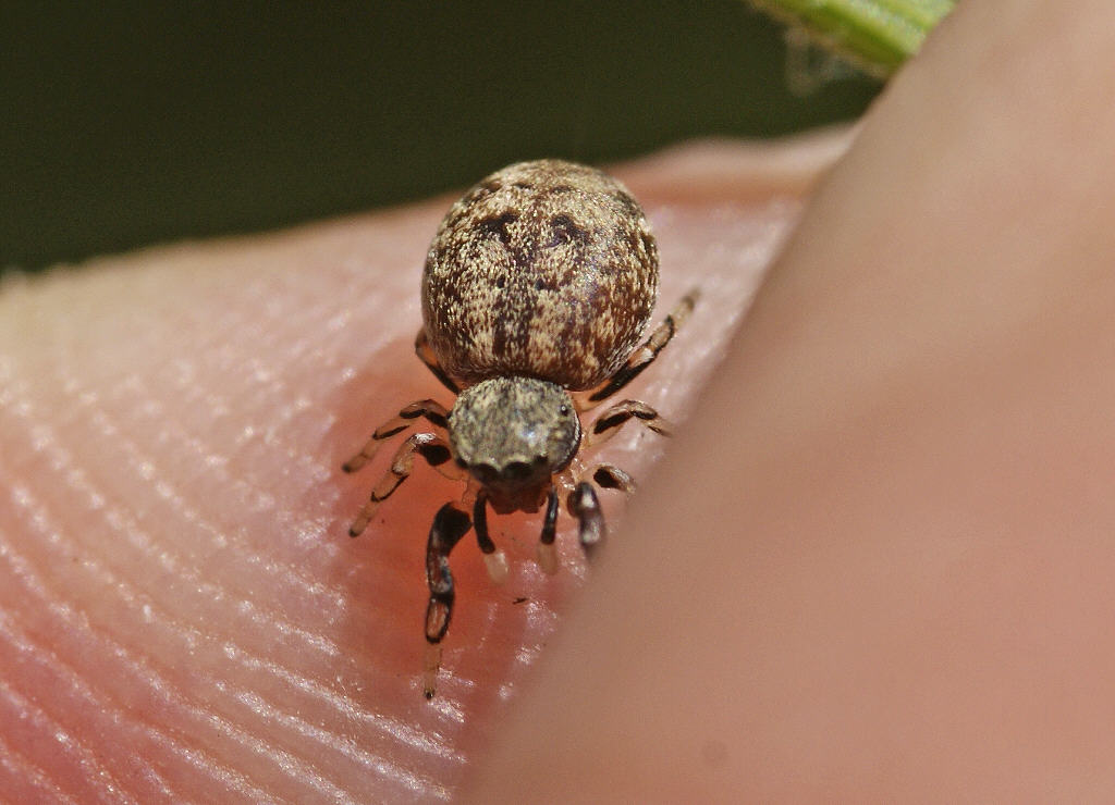 Ballus chalybeius / Laubspringspinne / pringspinnen - Salticidae / Ordnung: Webspinnen - Araneae