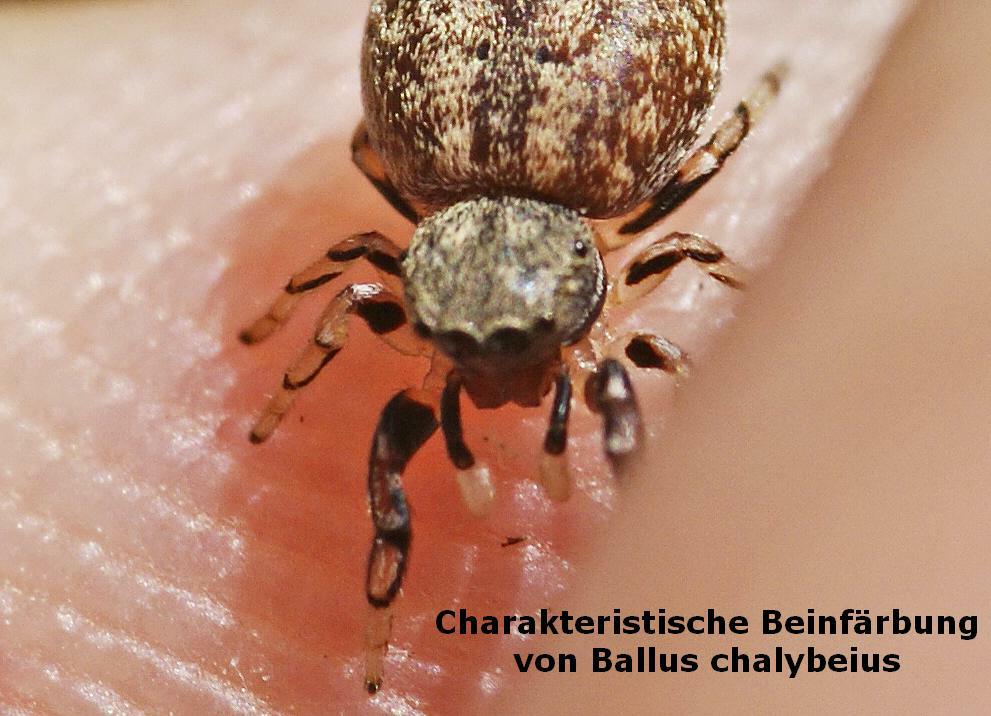 Ballus chalybeius / Laubspringspinne / Beinfärbung
