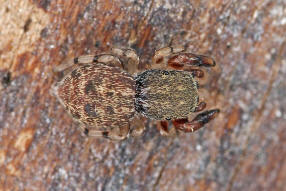 Ballus chalybeius / Laubspringspinne / pringspinnen - Salticidae / Ordnung: Webspinnen - Araneae