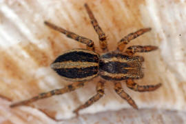 Phlegra fasciata / Gebnderte Bodenspringspinne / Salticidae - Springspinnen / Ordnung: Webspinnen - Araneae