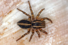 Phlegra fasciata / Gebnderte Bodenspringspinne / Salticidae - Springspinnen / Ordnung: Webspinnen - Araneae