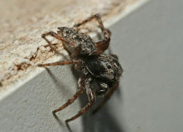 Sitticus pubescens / Vierpunktspringspinne / Familie: Salticidae - Springspinnen / Ordnung: Webspinnen - Araneae