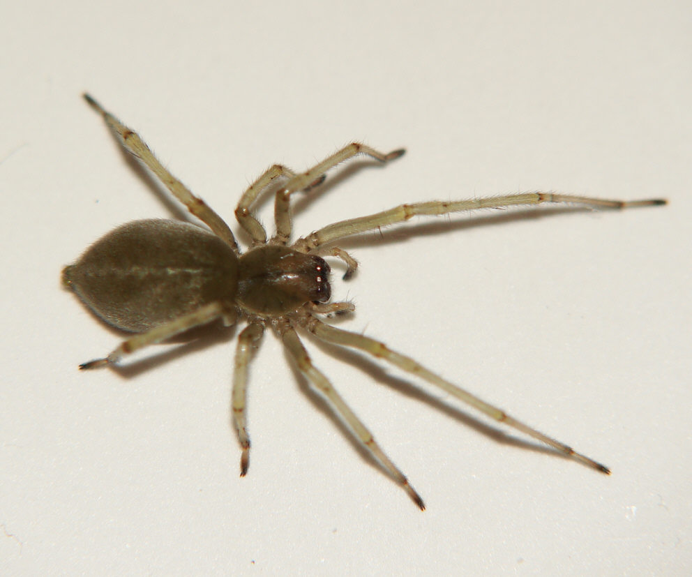 Cheiracanthium virescens / Dornfingerspinne / Dornfingerspinnen - Miturgidae / Ordnung: Webspinnen - Araneae