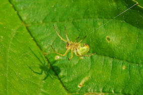 Araniella cf. cucurbitina / Krbisspinne / Familie: Araneidae - Echte Radnetzspinnen / Ordnung: Webspinnen - Araneae