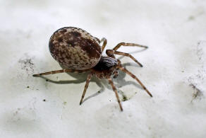 Dictyna arundinacea / Dolden-Heckenkruselspinne / Webspinnen - Araneae - Dictynidae - Kruselspinnen
