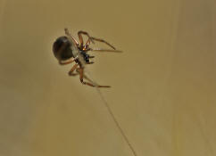 Erigone spec. / "Zwergspinnen" / "Glcksspinnen" / Famiie: Baldachinspinnen - Linyphiidae / Ordnung: Webspinnen - Araneae
