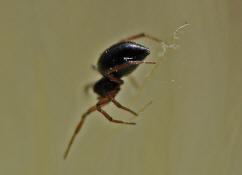 Erigone spec. / "Zwergspinnen" / "Glcksspinnen" / Famiie: Baldachinspinnen - Linyphiidae / Ordnung: Webspinnen - Araneae